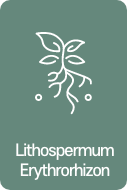 Lithospermum Erythrorhizon