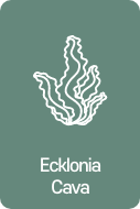 Ecklonia Cava